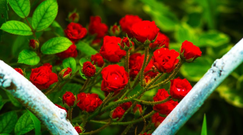 Czerwone róże miniaturowe