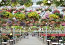 Centrum ogrodnicze - wybór kwiatów i roślin