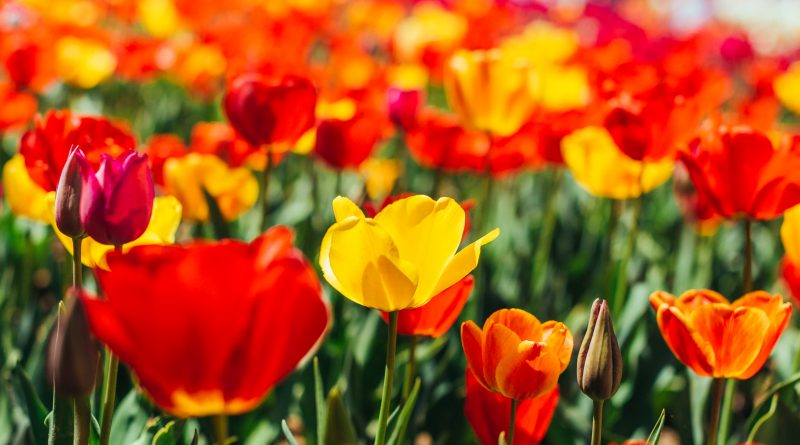 Tulipany - wiosenne kwiaty cebulowe