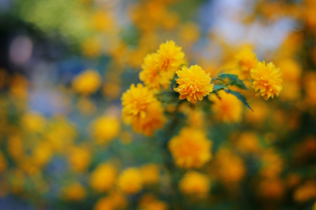 Zółte kwiaty złotlinu japońskiego