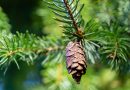 Świerk serbski 'Picea Omorika' - szyszka na gałęzi